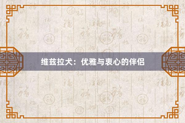 维兹拉犬：优雅与衷心的伴侣